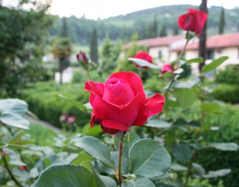 LA VALPOLICELLA